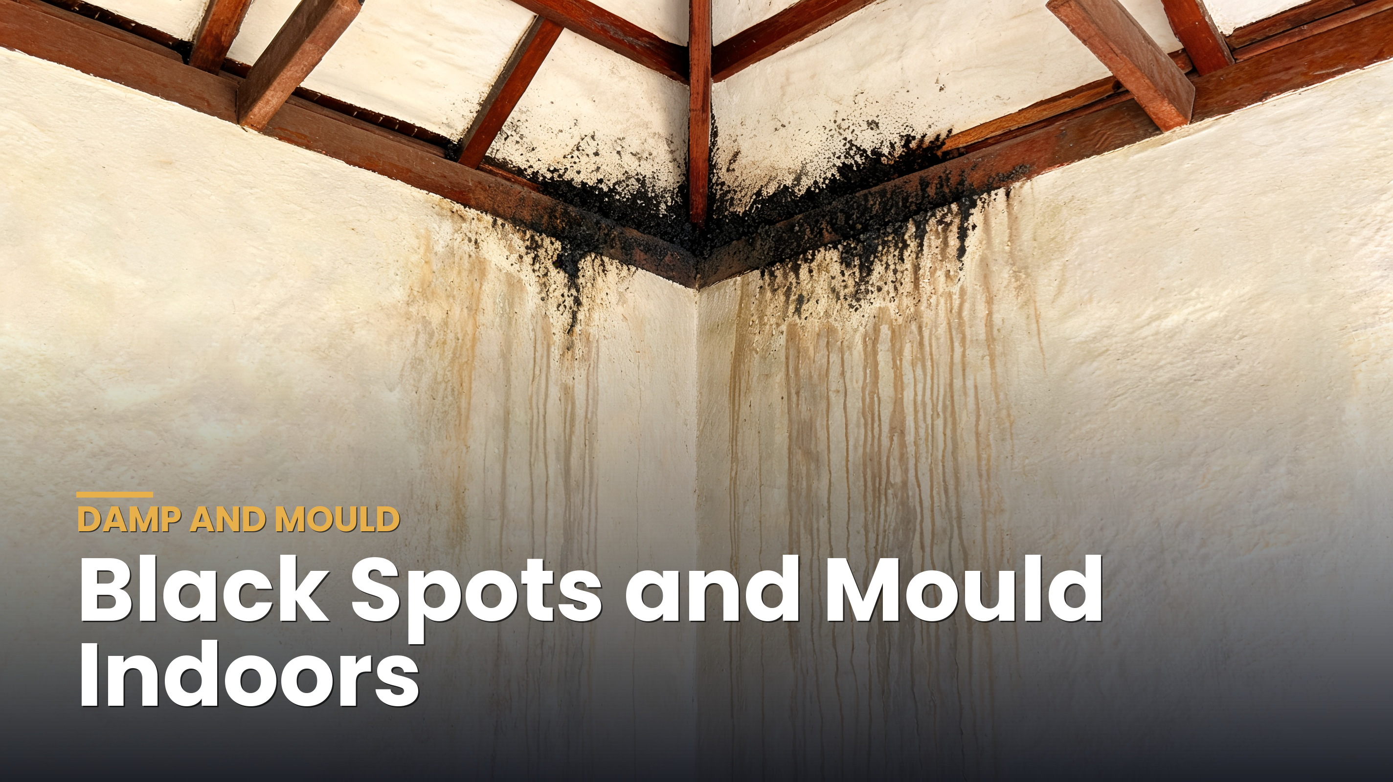 Black spots and mould indoors, Turbolux guide